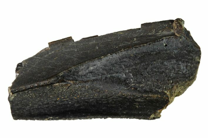 Hadrosaur (Duck-Billed Dinosaur) Tooth - Montana #133440